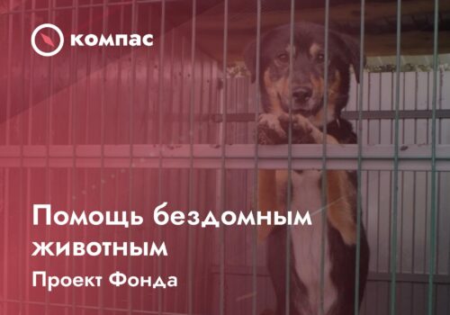 Помощь без­дом­ным живот­ным (Про­ект)